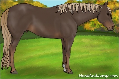 Horse Color:Liver Chestnut 