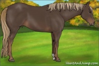Horse Color:Liver Chestnut 