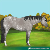 Horse Color:Grullo Ice 