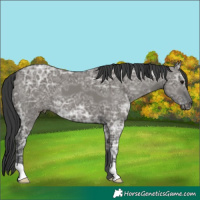Horse Color:Grullo Ice 