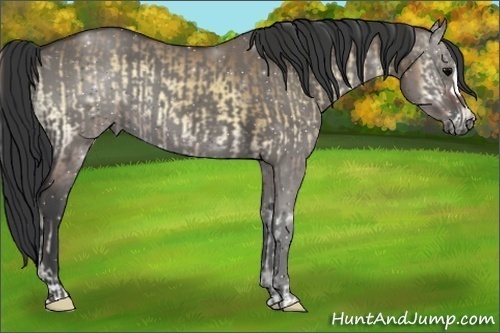 Horse Color:ERROR: UNKNOWN ANOMALY and ERROR: UNKNOWN ANOMALY