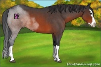 Horse Color:Brown Roan Splash 