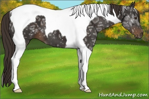 Horse Color:Liver Chestnut Ice Tobiano 