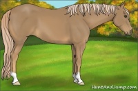 Horse Color:Palomino
