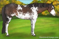 Horse Color:Liver Chestnut Sabino