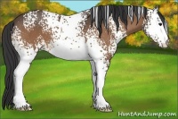 Horse Color:White Spotted Buckskin 