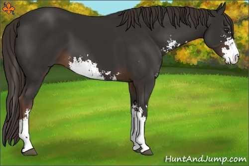 Horse Color:Liver Chestnut Sabino 