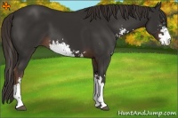 Horse Color:Liver Chestnut Sabino