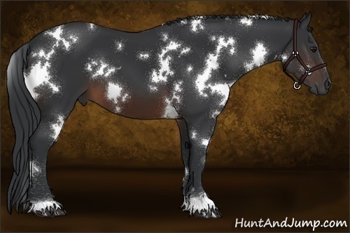 Horse Color:White Spotted Brown 