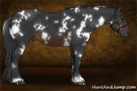 Horse Color:White Spotted Brown 