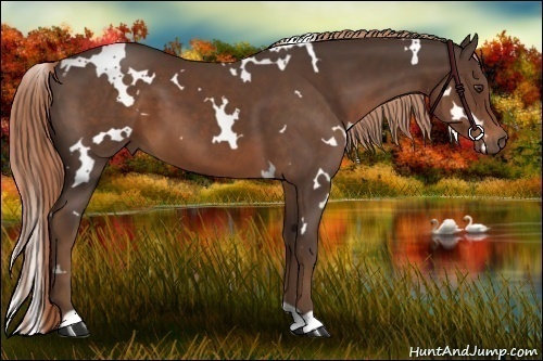 Horse Color:White Spotted Liver Chestnut 
