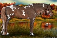 Horse Color:White Spotted Liver Chestnut
