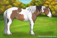 Horse Color:Buckskin Roan Splash Tobiano 
