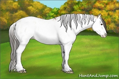 Horse Color:Buckskin Dun Sabino Splash and Buckskin Dun Splash Tobiano