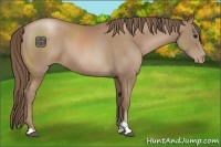 Horse Color:Black Pearl Sabino 