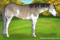 Horse Color:Brown Dun Splash Rabicano 