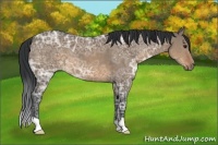 Horse Color:Brown Ice Dun