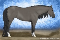 Horse Color:Grullo 