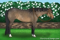 Horse Color:Brown Dun 