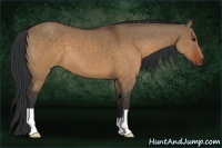 Horse Color:Brown Dun 