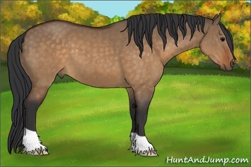 Horse Color:Brown Dun 