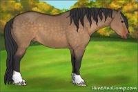 Horse Color:Brown Dun 