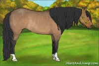 Horse Color:Brown Dun Rabicano