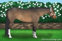 Horse Color:Brown Dun 