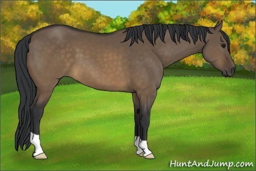 Horse Color:Brown Dun