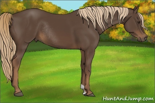 Horse Color:Liver Chestnut Rabicano 
