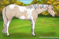 Horse Color:Palomino Tobiano Frame Varnish 