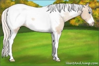 Horse Color:Silver Classic Champagne Tobiano Frame Snowcap