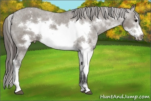 Horse Color:Grullo Sabino Frame Varnish