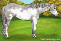 Horse Color:Grullo Sabino Frame Varnish