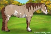 Horse Color:Red Dun Roan Splash Frame Rabicano