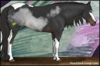 Horse Color:White Spotted Liver Chestnut Tobiano