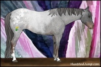 Horse Color:Liver Red Roan Sabino Appaloosa 
