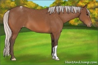 Horse Color:Silver Bay Appaloosa 