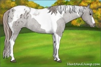 Horse Color:Grullo Tobiano Appaloosa Rabicano 