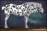 Horse Color:White Spotted Silver Smoky Black Chinchilla Near Leopard Rabicano