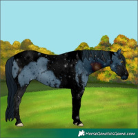 Horse Color:ERROR: UNKNOWN ANOMALY