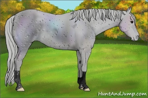 Horse Color:ERROR: UNKNOWN ANOMALY