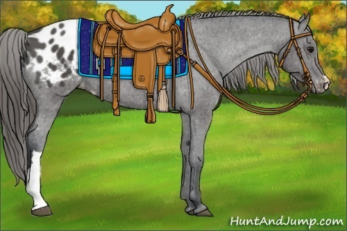 Horse Color:Black Appaloosa Rabicano 