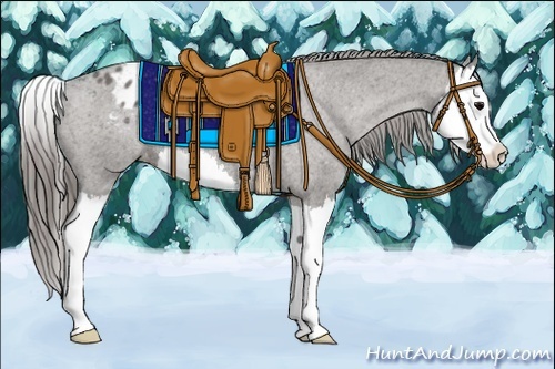 Horse Color:Grullo Splash Appaloosa Rabicano