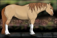 Horse Color:Unknown 