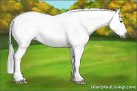 Horse Color:Gray Grullo Sabino Splash 