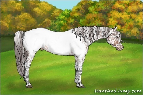 Horse Color:Bay Roan Sabino Appaloosa 