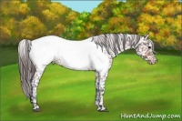 Horse Color:Bay Roan Sabino Appaloosa 