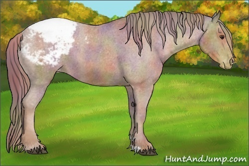 Horse Color:Nacre Chestnut Appaloosa 
