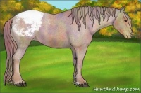 Horse Color:Nacre Chestnut Appaloosa